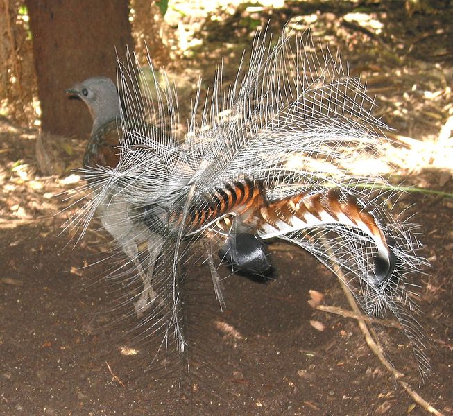 Lyrebirds 2